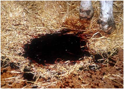 F�zes sind wie Bormbeergelee