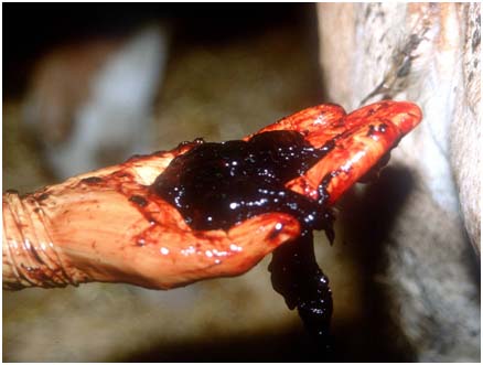 F�zes wie Brombeergelee